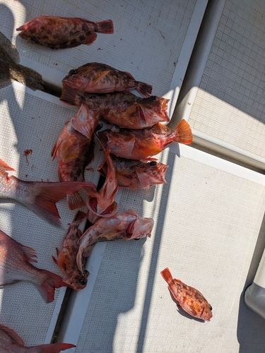 アラカブの釣果
