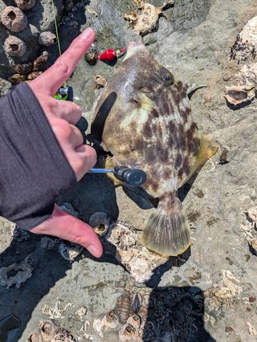 ウマヅラハギの釣果