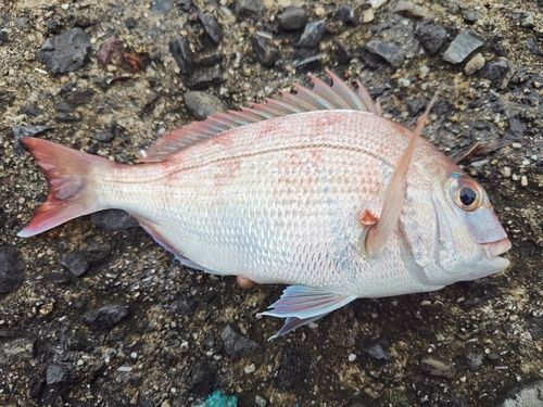 チャリコの釣果