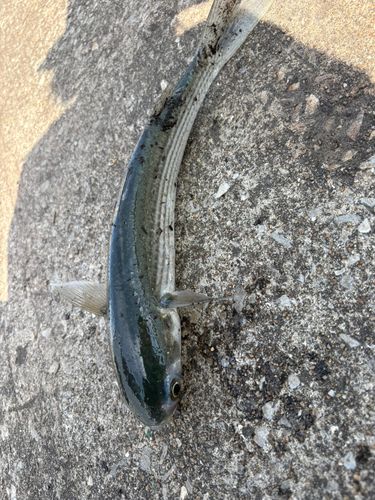 ボラの釣果