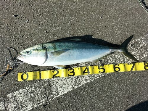 イナダの釣果