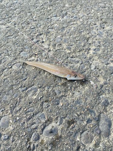 キスの釣果