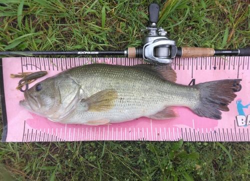 ブラックバスの釣果