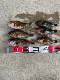 カサゴの釣果