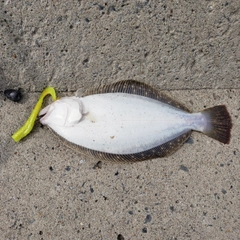 ソゲの釣果