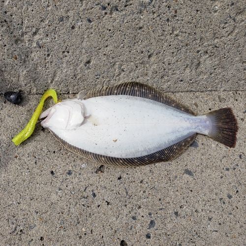 ソゲの釣果