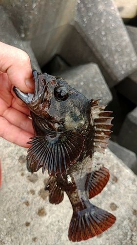 ドンコの釣果