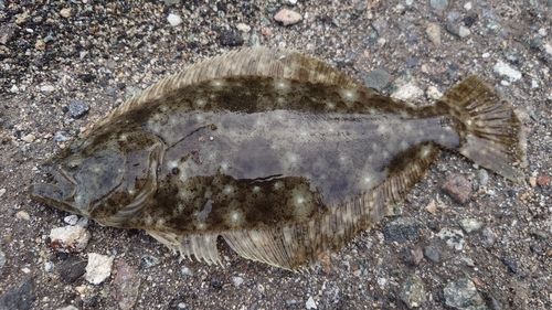 ヒラメの釣果