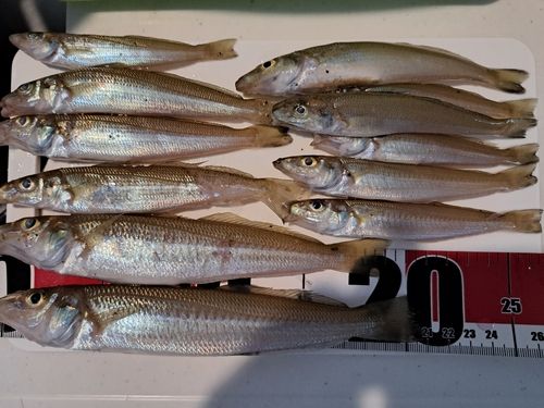 キスの釣果