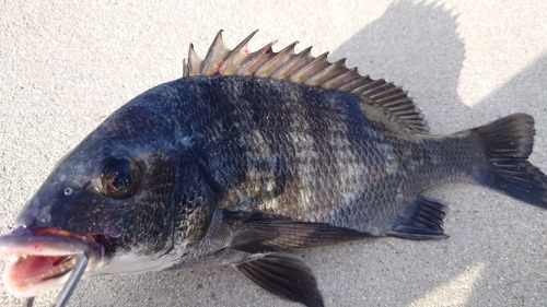 チヌの釣果