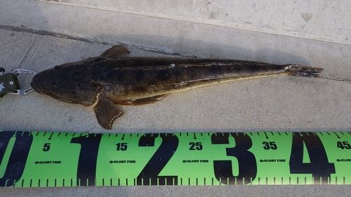 マゴチの釣果