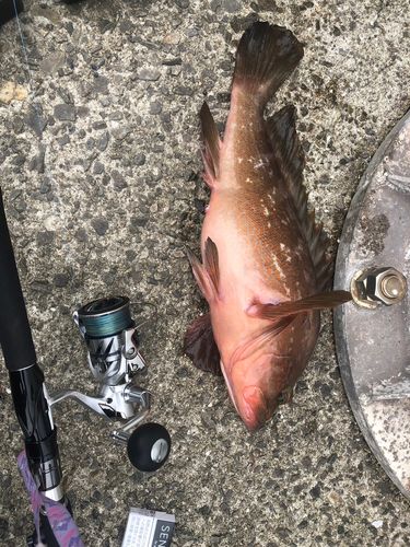 アコウの釣果
