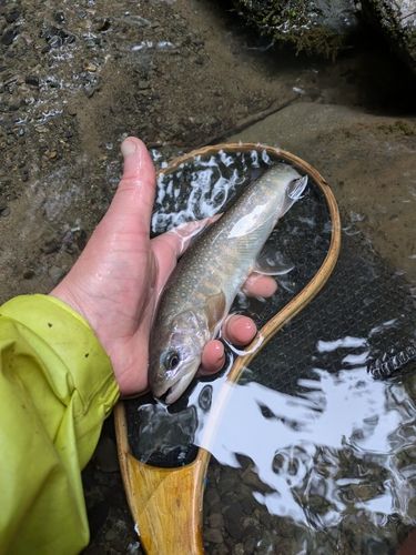 イワナの釣果