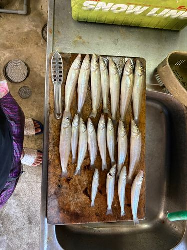 キスの釣果