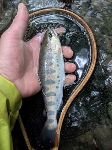 アマゴの釣果