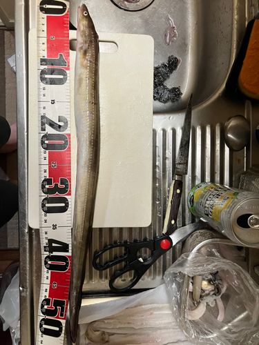 アナゴの釣果