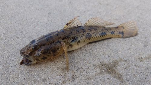 ウロハゼの釣果