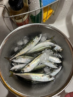 サバの釣果