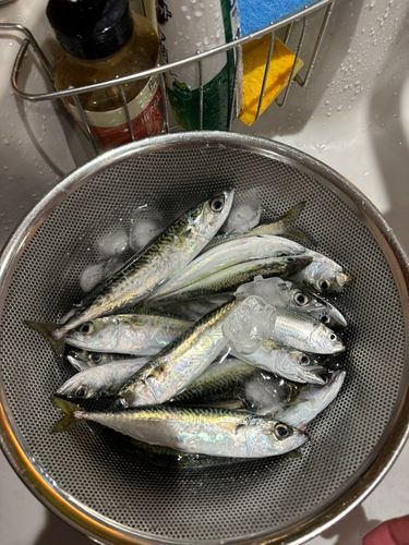 サバの釣果