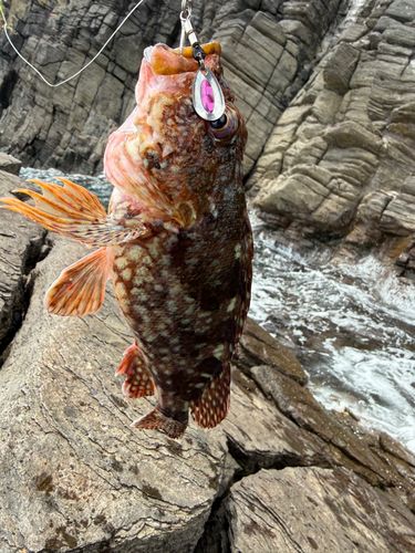 キジハタの釣果