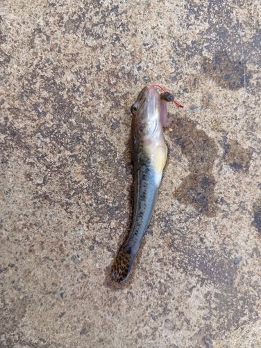 ハゼの釣果