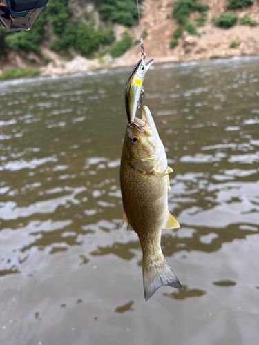 スモールマウスバスの釣果