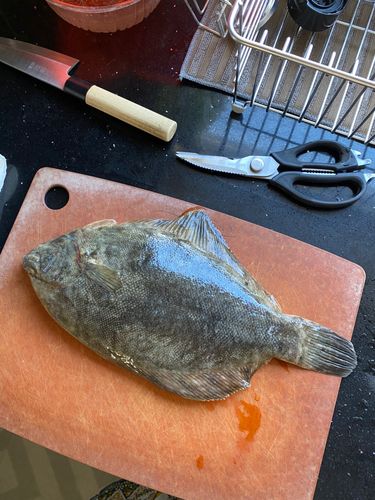 クロガシラガレイの釣果