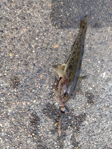ハゼの釣果
