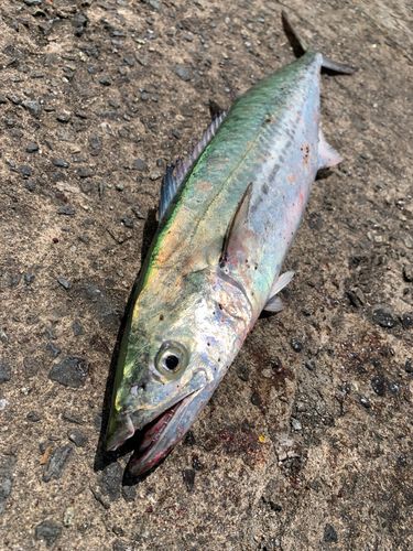 サゴシの釣果