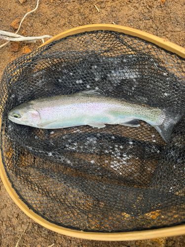ニジマスの釣果