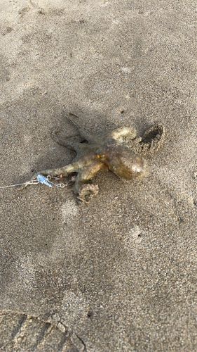 タコの釣果