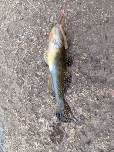 ハゼの釣果