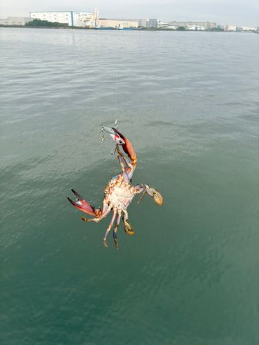 カニの釣果