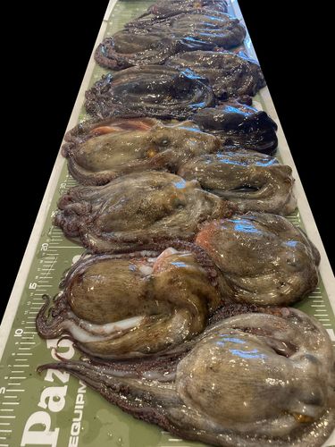 タコの釣果