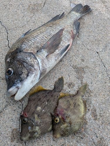 カワハギの釣果
