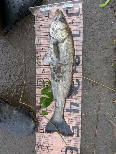 スズキの釣果
