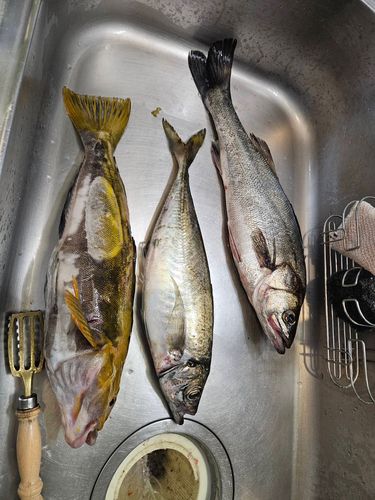 アイナメの釣果