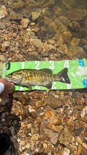 スモールマウスバスの釣果