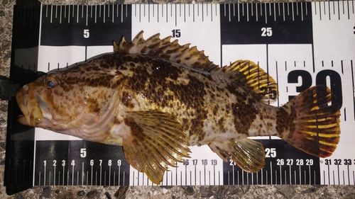 ベッコウゾイの釣果