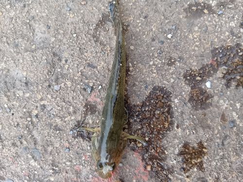 ハゼの釣果