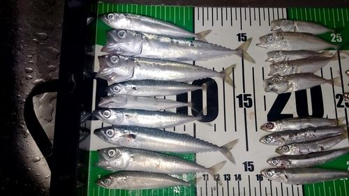 サバの釣果