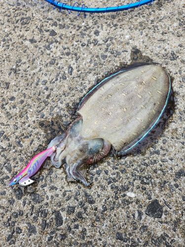 モンゴウイカの釣果