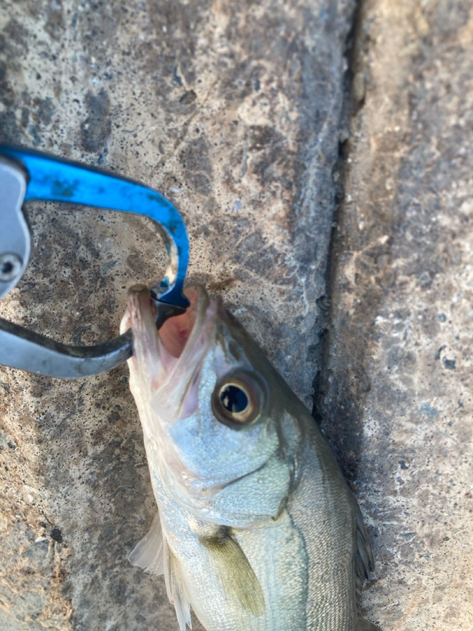 シーバスの釣果写真