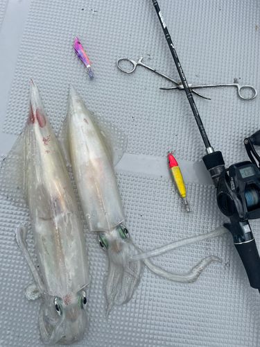 ケンサキイカの釣果
