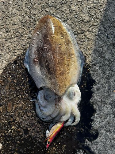 モンゴウイカの釣果