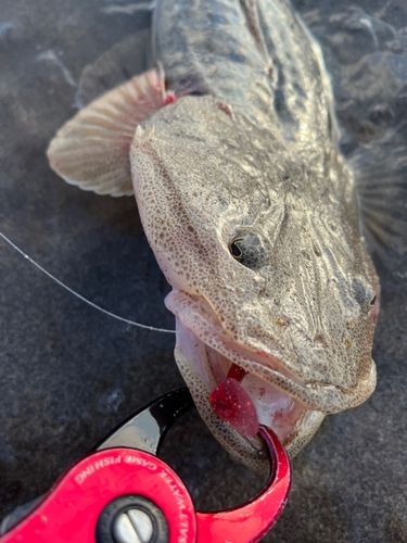 マゴチの釣果