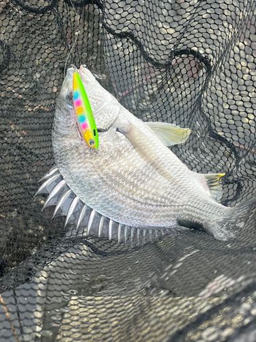 キビレの釣果