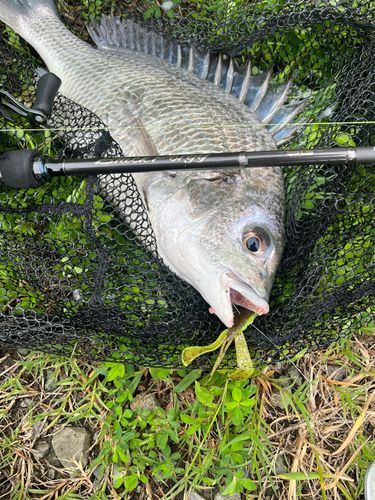 キビレの釣果