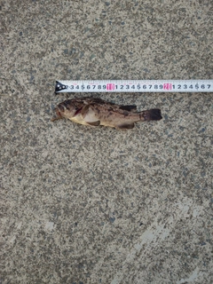 ソイの釣果