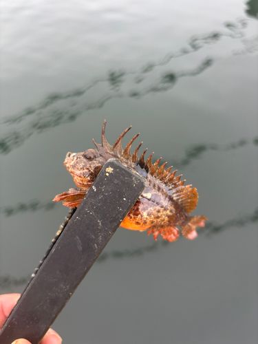 ハオコゼの釣果